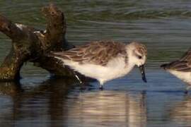 Spoon-billed Sandpiper