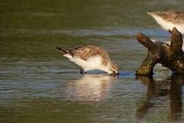 Spoon-billed Sandpiper