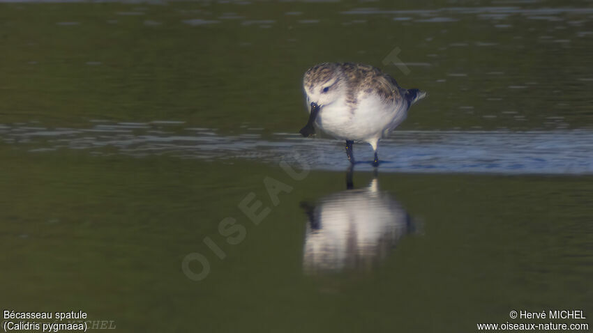 Spoon-billed Sandpiper