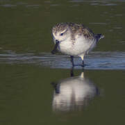 Spoon-billed Sandpiper