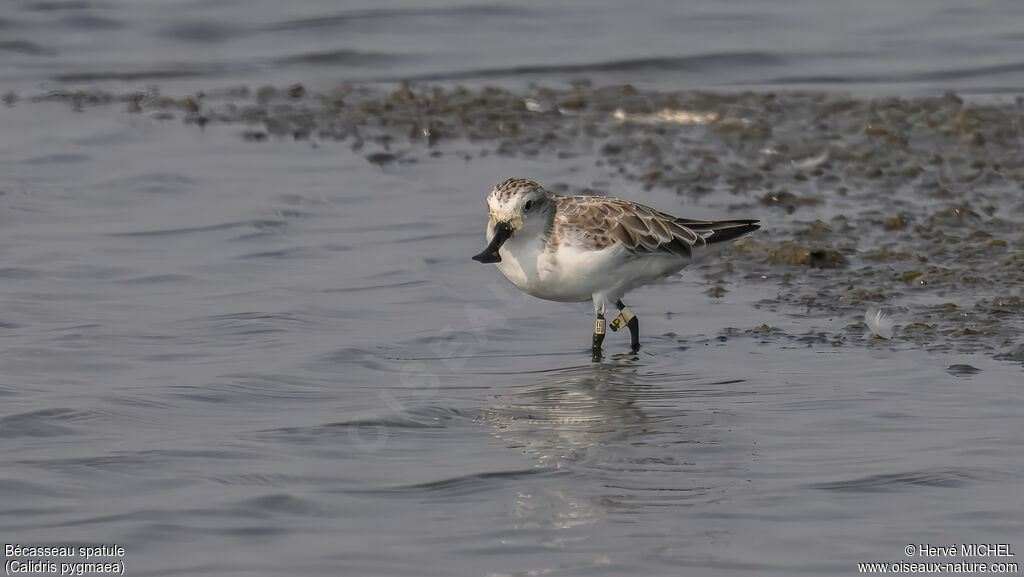 Spoon-billed Sandpiper