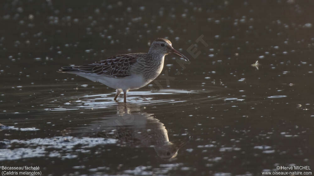 Pectoral Sandpiperjuvenile, identification