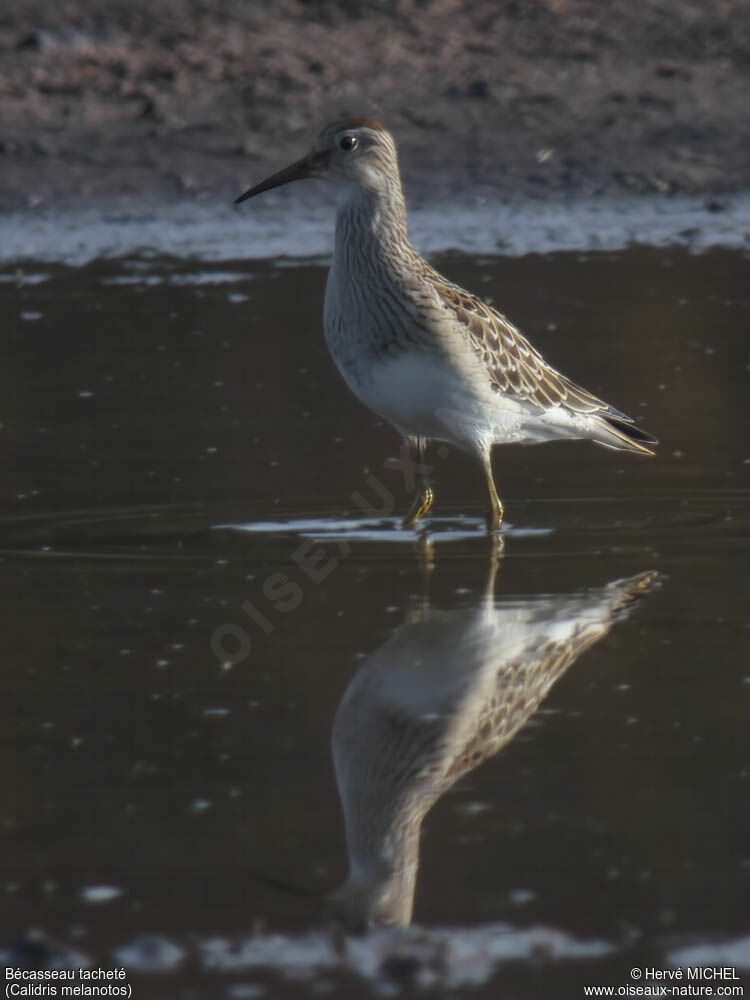 Pectoral Sandpiperjuvenile, identification