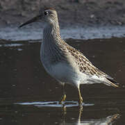 Pectoral Sandpiper