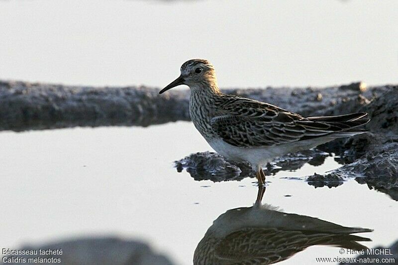 Bécasseau tacheté, identification