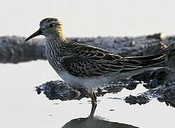 Pectoral Sandpiper