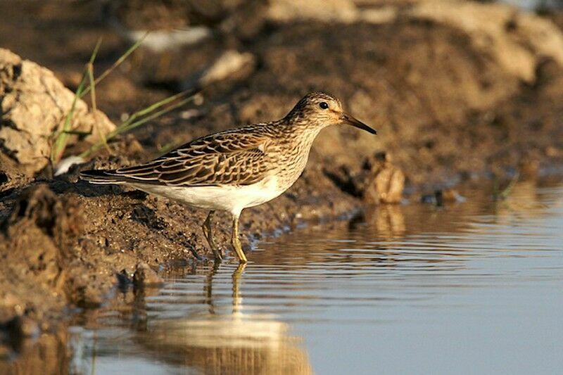 Bécasseau tacheté, identification