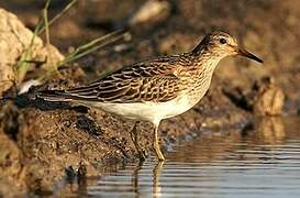 Pectoral Sandpiper