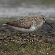 Dunlin