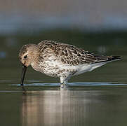 Bécasseau variable