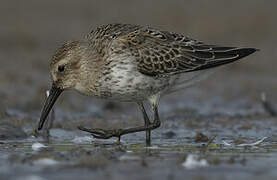 Dunlin