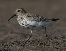 Dunlin