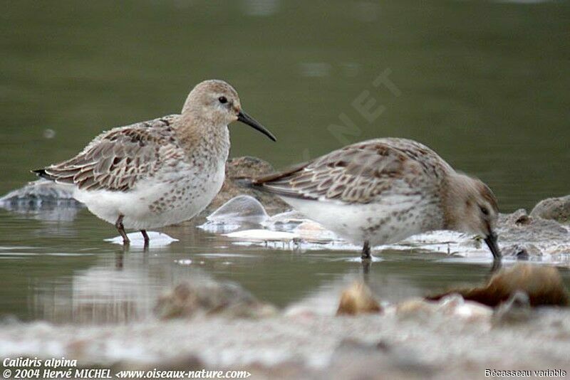 Dunlin