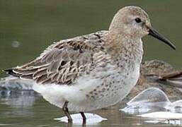 Dunlin