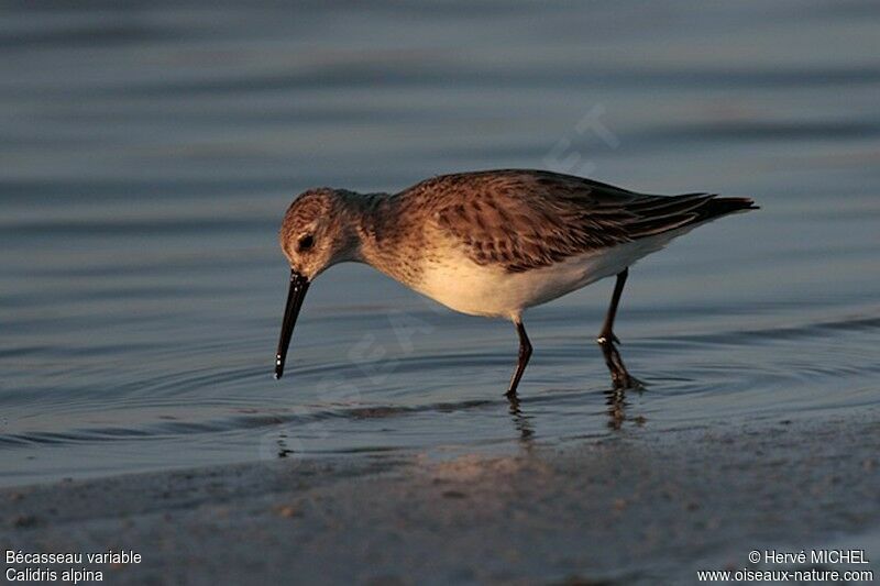 Bécasseau variable, identification