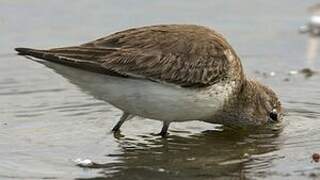 Dunlin