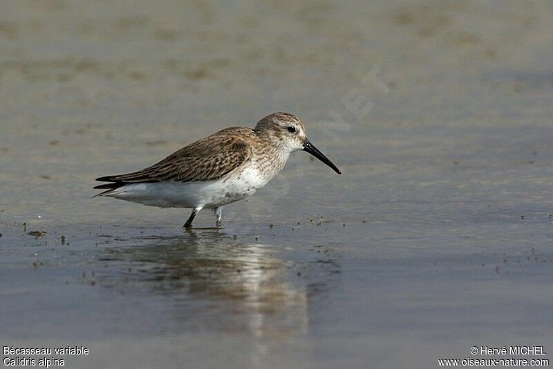 Bécasseau variable, identification