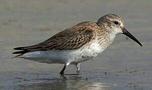 Dunlin