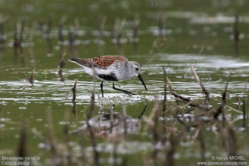 Dunlinadult breeding, identification