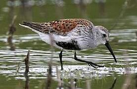 Dunlin