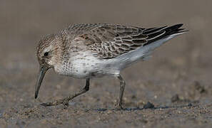 Dunlin