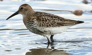 Dunlin