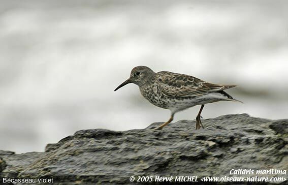 Purple Sandpiperadult