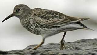 Purple Sandpiper