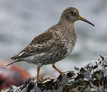 Purple Sandpiper