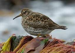 Purple Sandpiper