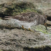 Purple Sandpiper