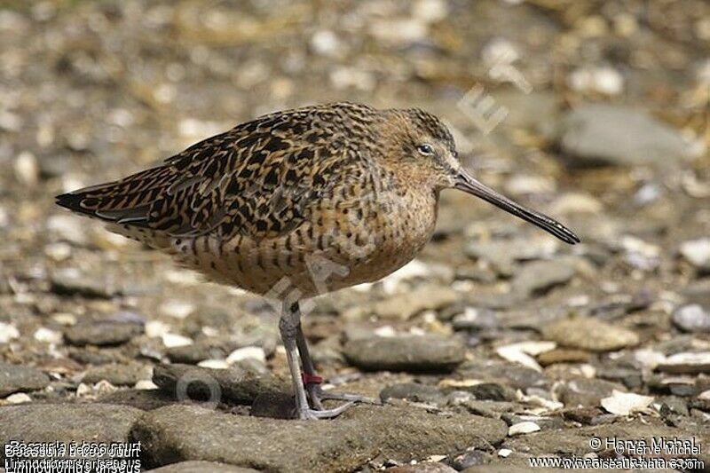 Short-billed Dowitcher