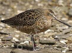 Short-billed Dowitcher