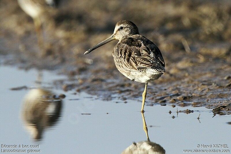 Short-billed Dowitcherjuvenile, identification