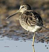 Short-billed Dowitcher