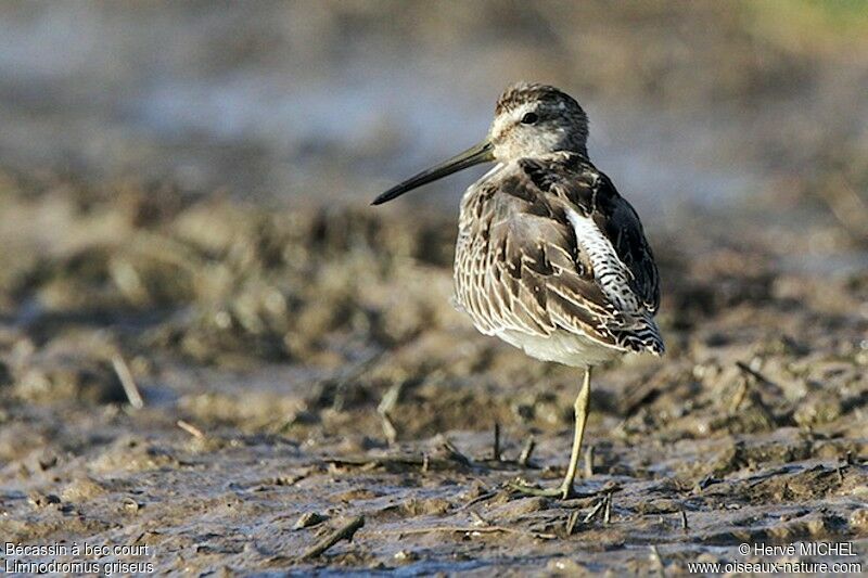 Short-billed Dowitcherjuvenile, identification