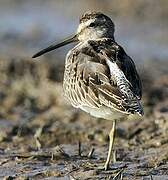 Short-billed Dowitcher