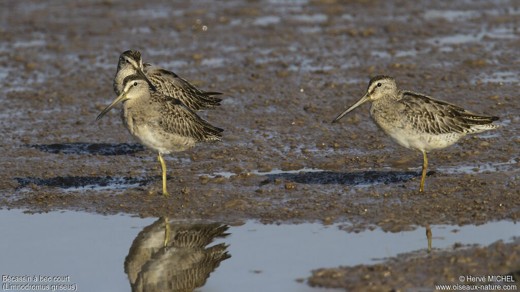 Short-billed Dowitcher