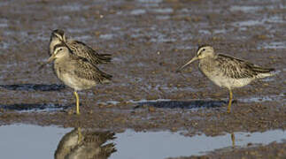 Short-billed Dowitcher