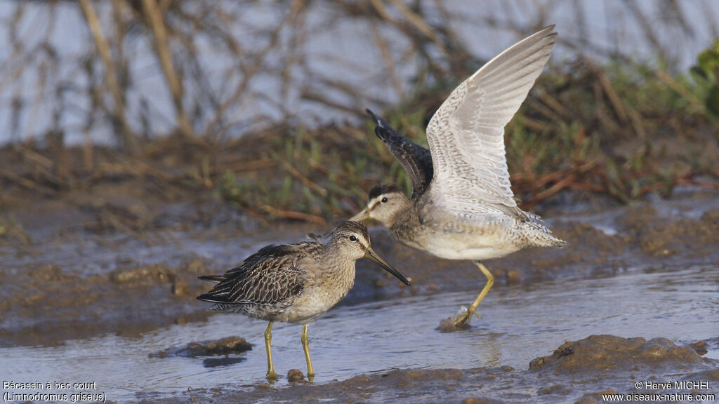 Short-billed Dowitcher