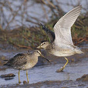 Short-billed Dowitcher