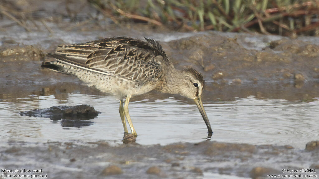 Short-billed Dowitcher