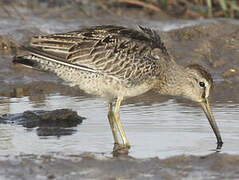 Short-billed Dowitcher