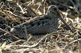 South American Snipe