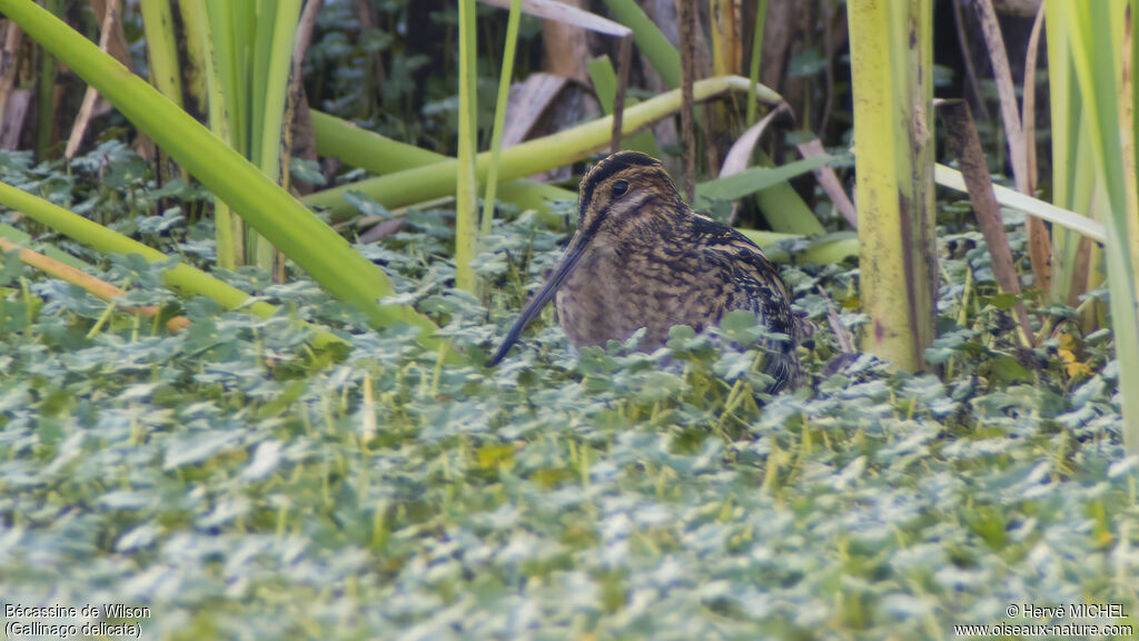 Wilson's Snipe