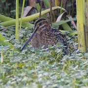 Wilson's Snipe