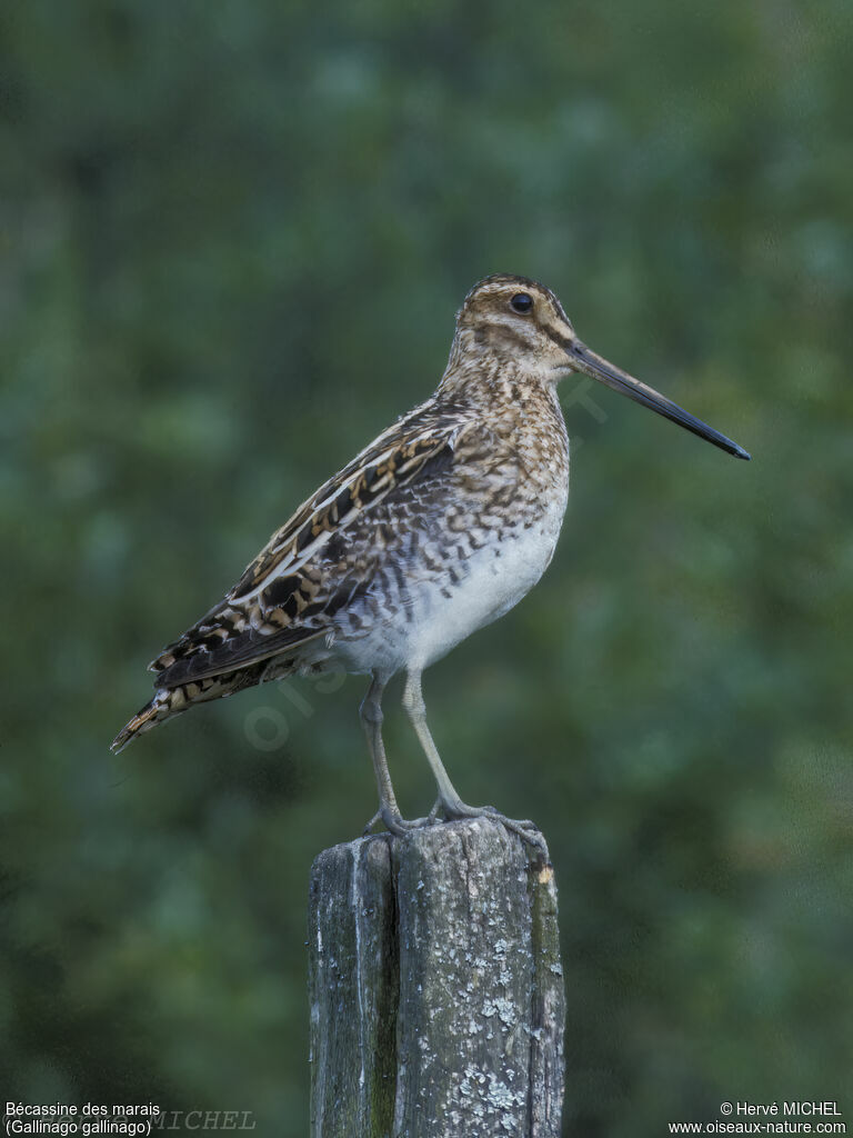 Common Snipe