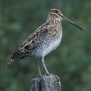 Common Snipe