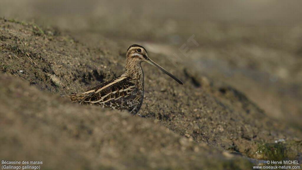 Common Snipe