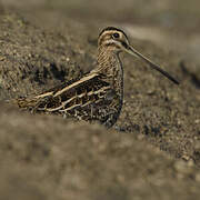 Common Snipe